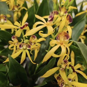 Орхидея Енциклия  #2