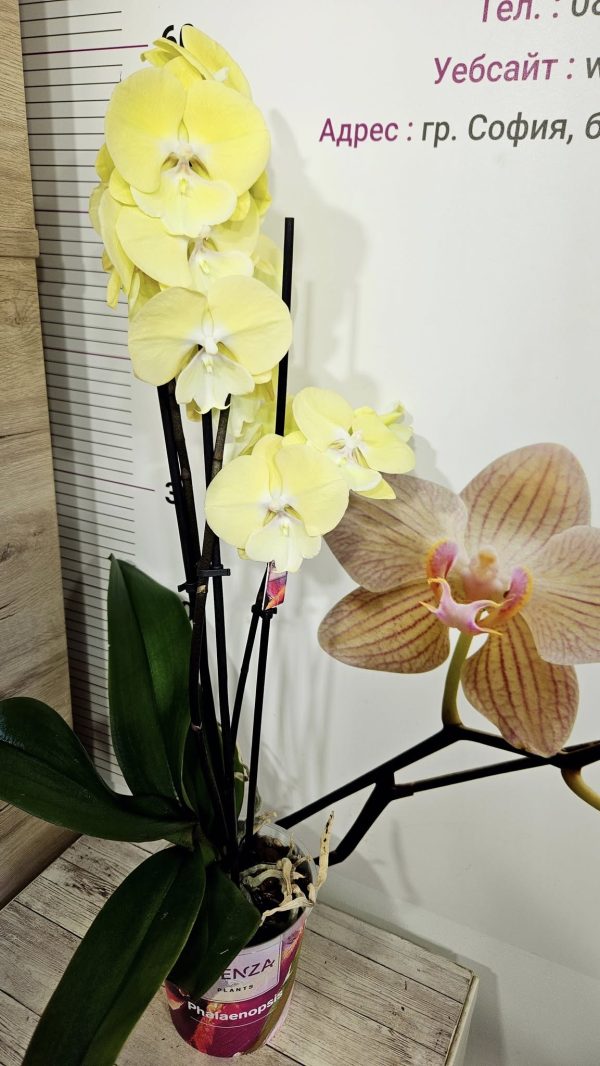 Фаленопсис  Limoncello's Kiss 2 цв. #401 - Image 2