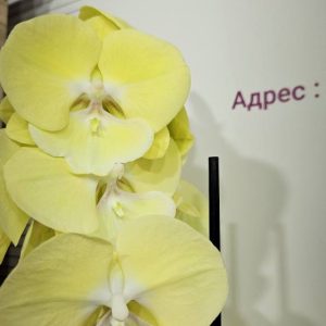 Фаленопсис  Limoncello's Kiss 2 цв. #401