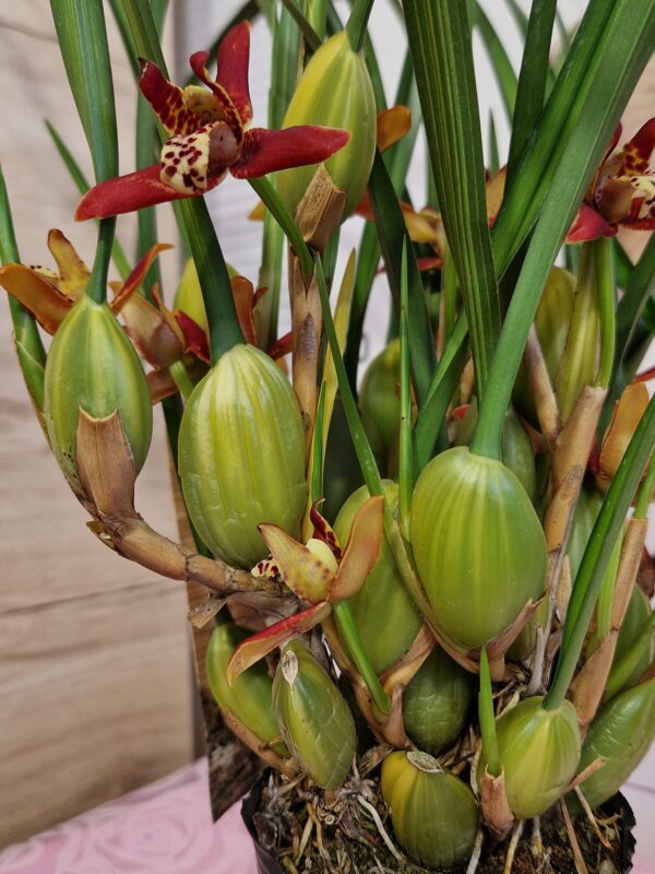 Максилария Maxillaria tenuifolia 'Watermelon' #8295 - Image 3
