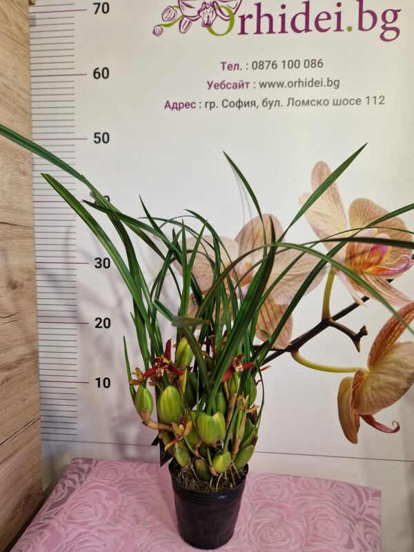 Максилария Maxillaria tenuifolia 'Watermelon' #8295 - Image 2