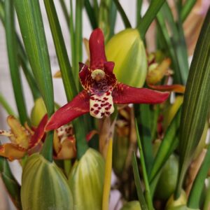 Максилария Maxillaria tenuifolia 'Watermelon' #8295