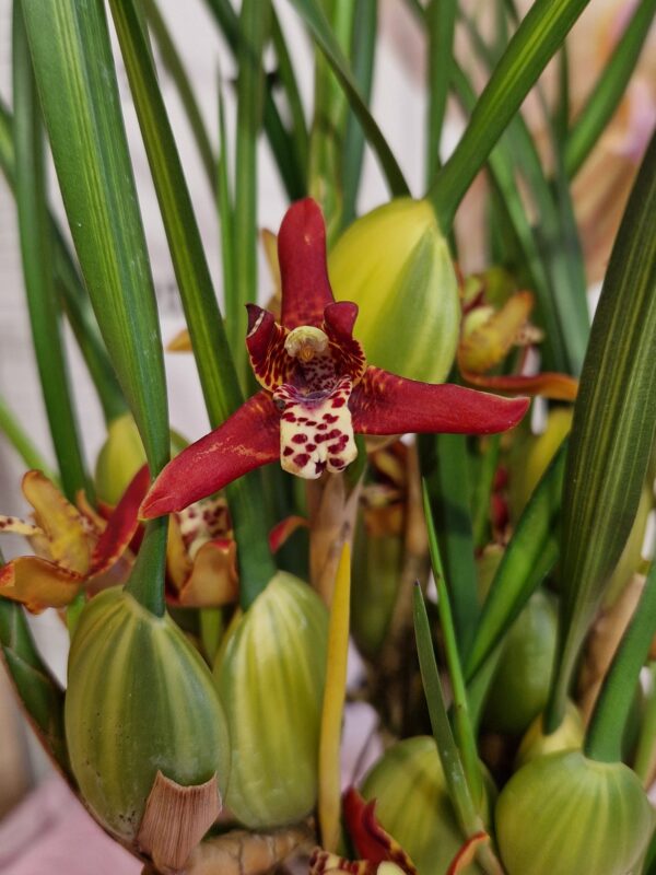 Максилария Maxillaria tenuifolia 'Watermelon' #8295