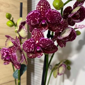 Орхидея Фаленопсис Дива котка 2цв.  / Phalaenopsis Wild Cat #1054-3