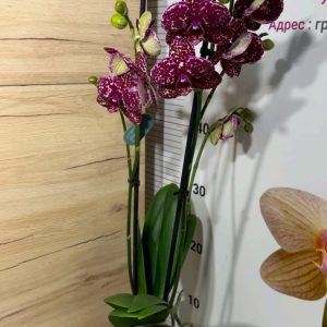 Alternative view of Орхидея Фаленопсис Дива котка 2цв.  / Phalaenopsis Wild Cat #1054-3