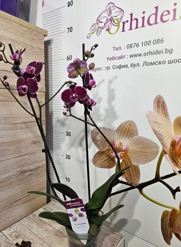 ФАЛЕНОПСИС  2 ЦВЕТОНОСА Debora   #93 - Image 2