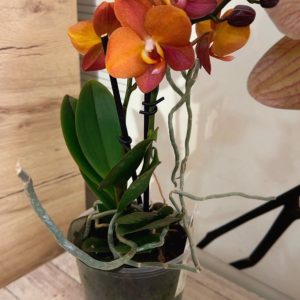 Alternative view of ФАЛЕНОПСИС  2 цветоносa  Makao #2054