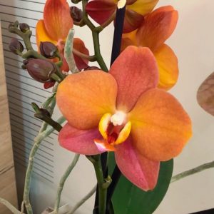 ФАЛЕНОПСИС  2 цветоносa  Makao #2054