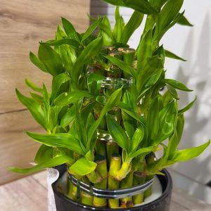 Бамбук  на  щастието #6037