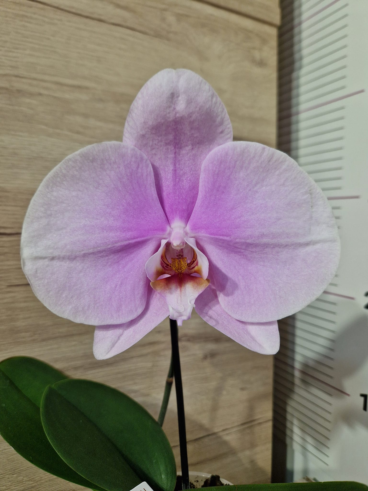 Фаленопсис Синголо #130