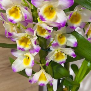 Арома Дендробиум #98