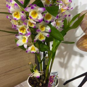 Alternative view of Арома Дендробиум #98