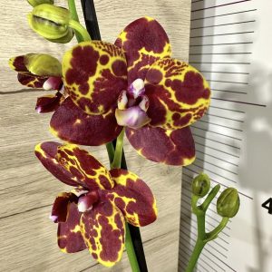 Alternative view of Фаленопсис 2 цветоноса Змийска кожа #202