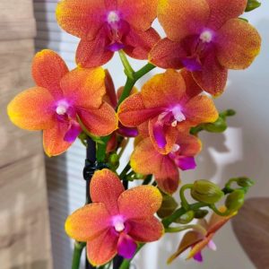 АРОМА Фаленопсис 3-4 цветоноса  Буда # 153