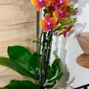 Alternative view of АРОМА Фаленопсис 3-4 цветоноса  Буда # 153