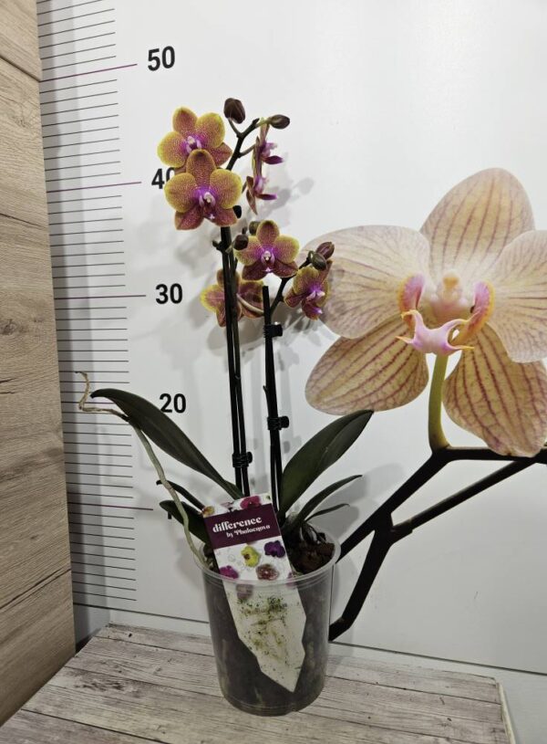 Фаленопсис 2 цветоноса Sogo Lawrence #5213 - Image 2