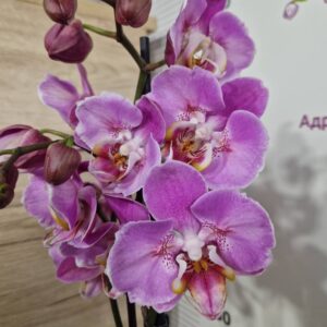 Фаленопсис 2 цветоноса пелорик #2737