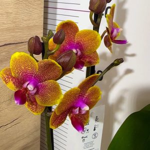 Фаленопсис 2 цв. Sogo Lawrence #5213