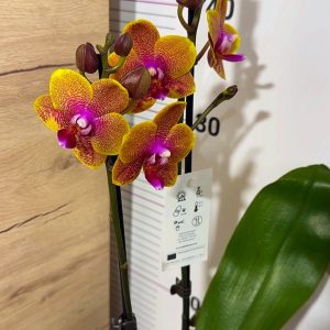 Alternative view of Фаленопсис 2 цв. Sogo Lawrence #5213