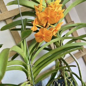 Alternative view of Ванда Мандарин  #1430