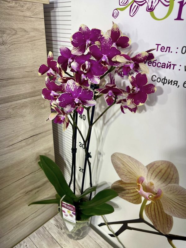 Фаленопсис 2 цветоноса   #23 - Image 2