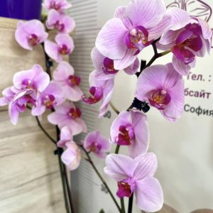 Фаленопсис     2 цв. #213