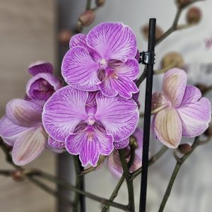 Орхидея Фаленопсис   2 цв. #221