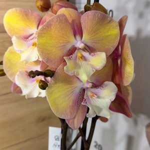 ТОП ЦЕНА !Фаленопсис 2 цветоноса Unicorn #12