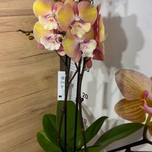 Alternative view of ТОП ЦЕНА !Фаленопсис 2 цветоноса  Unicorn #12
