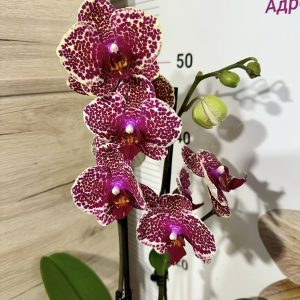 Toп Цена! Фаленопсис Red Sezam #5097