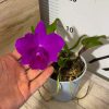 Катлея #5092