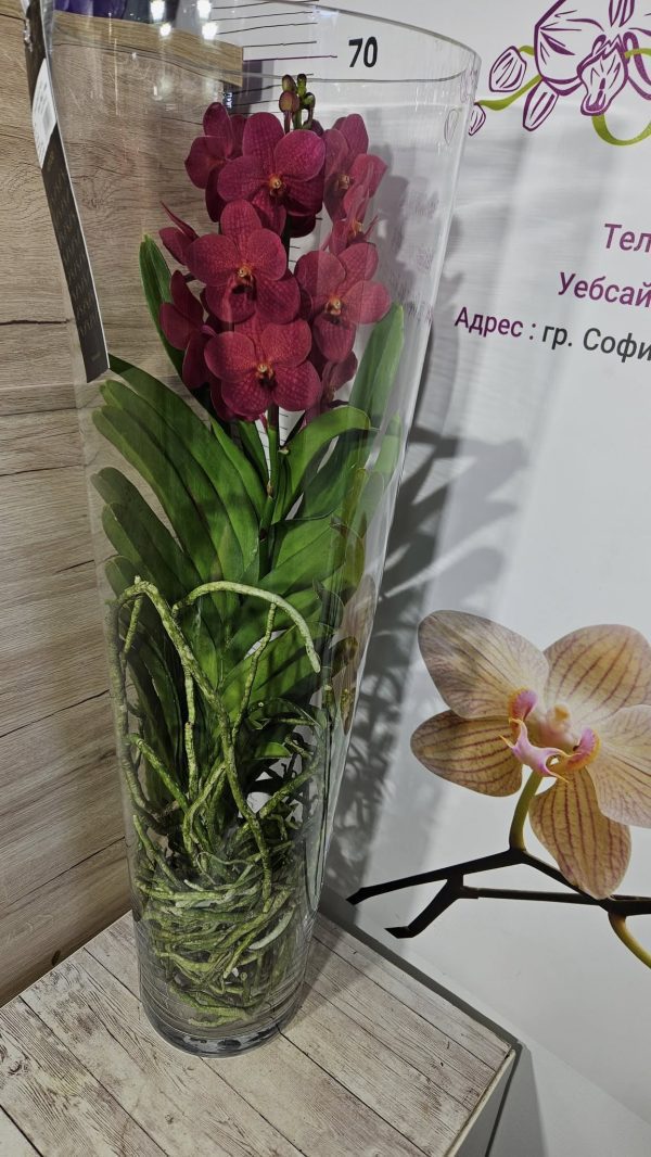 Ванда в Стъкленица #5001 - Image 2