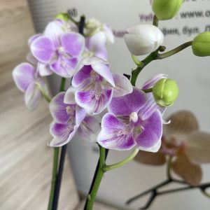 Орхидея Фаленопсис 2 цв.#5027