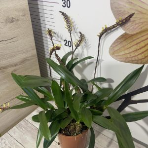 Орхидея Bulbophyllum Falcatum  #5043