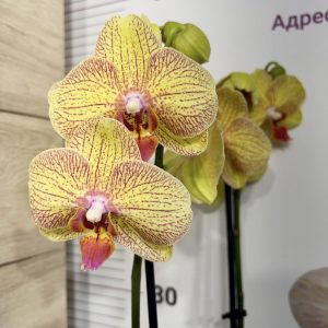 Орхидея Фаленопсис 2 цв.#5032