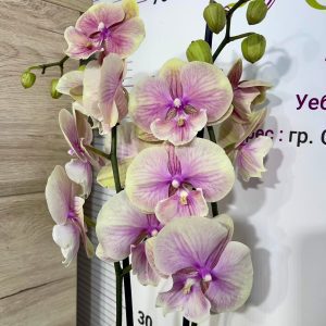 Орхидея Фаленопсис 2 цв.#5030