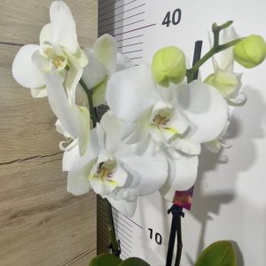 Орхидея Фаленопсис 2 цв.#5051