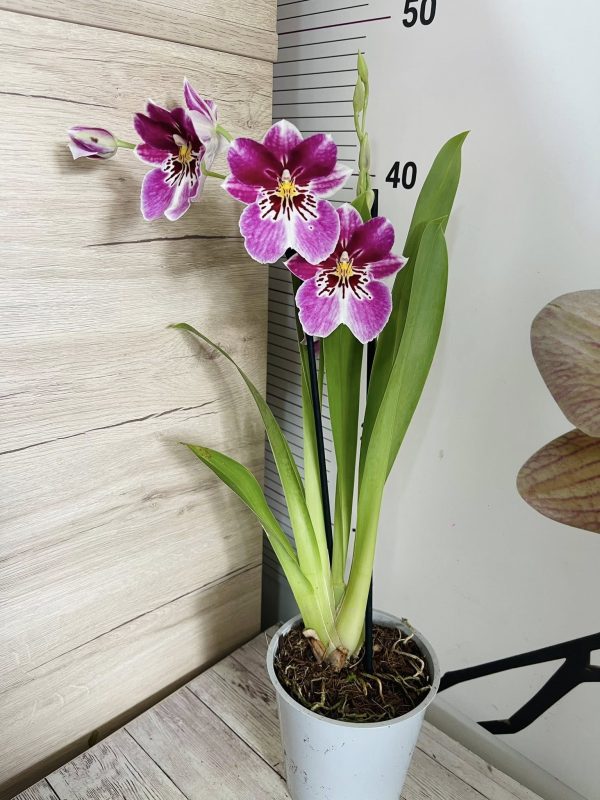 Арома Орхидея Милтониопсис  #3580 - Image 2