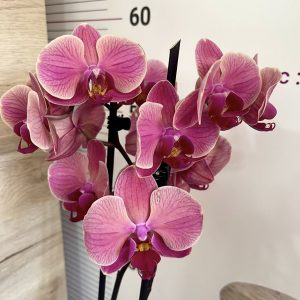Орхидея Фаленопсис 2 цв. Asian Coral#5025