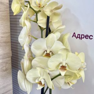 Орхидея Фаленопсис 2 цв.#5026