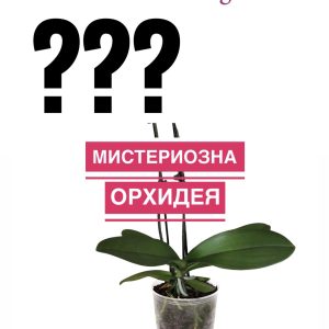 Подарък към поръчка над 199.90 лв   #004