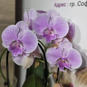 Орхидея Фаленопсис 2 цв. Каскаден #6028