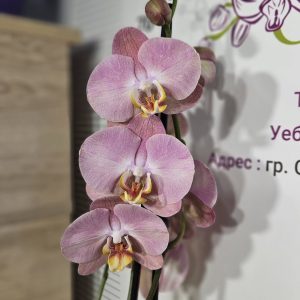 Орхидея Фаленопсис 2 цв.#5051