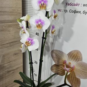 Орхидея Фаленопсис 2 цв. #6023