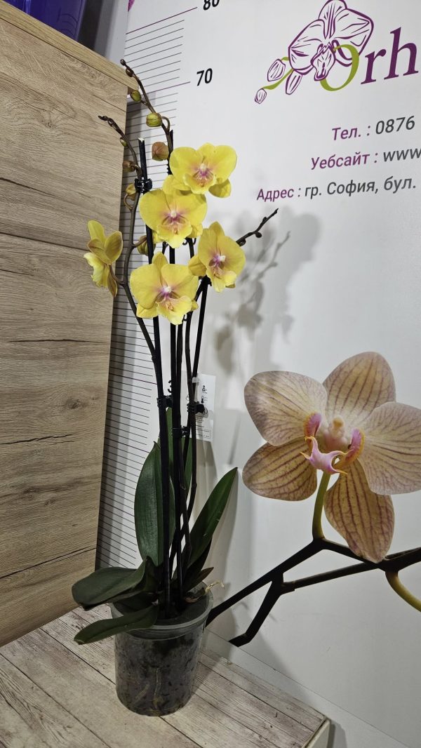 Орхидея Фаленопсис 2 цв. Mango #6012 - Image 2