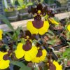 Oncidium varicosum. #01* PRE ORDER