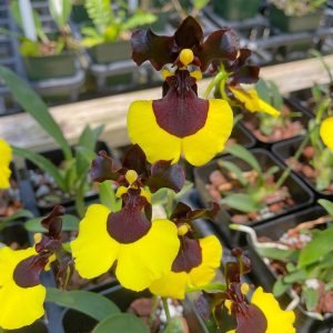 Oncidium varicosum. #01* PRE ORDER