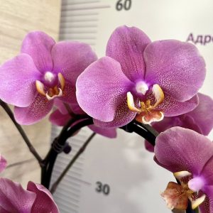 Фаленопсис 1 цв. Каскаден Hanni  #1034