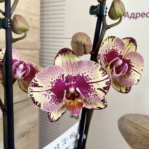 Фаленопсис   2 цв #422
