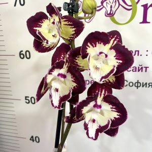 Ароматен Фаленопсис   1 цв  Драма #431